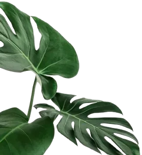 rm191 nu 08 removebg preview (1)